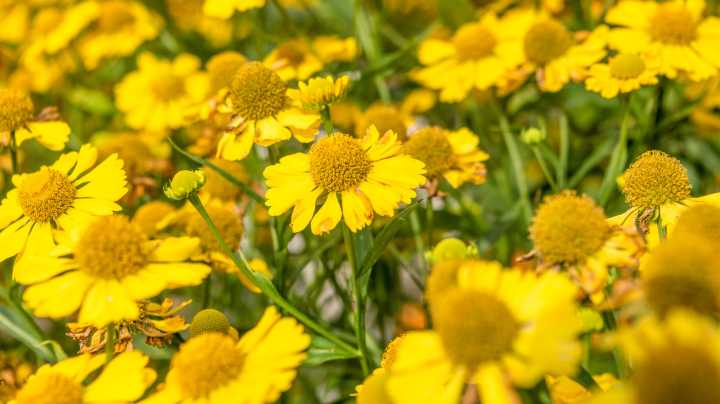 Prune Sneezeweed In The Fall For A Stronger Plant With Beautiful Branching Blooms