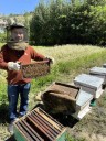 Buckwheat honey in Kargil opens new pathways towards rural livelihood