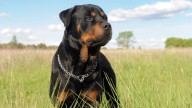 Estados Unidos: un nene de 2 años murió al ser atacado por dos rottweilers mientras su niñera dormía