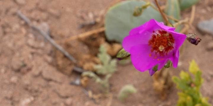 El misterio de la hermosa flor que crece en el desierto más árido del mundo e intriga a los científicos