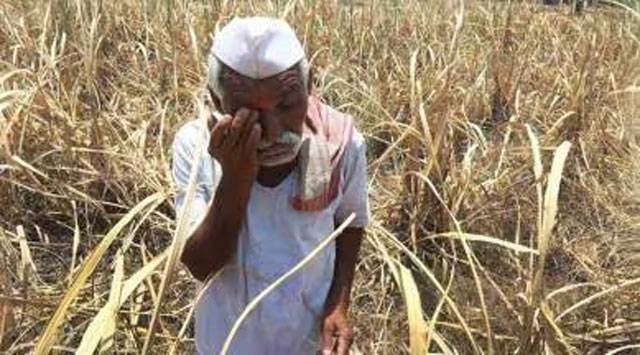 Maharashtra sanctions Rs 1,356 cr relief for flood-hit farmers ahead of Diwali