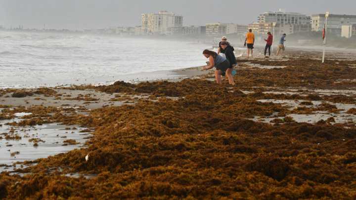 Storms bring waves, seaweed and erosion beachside.