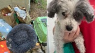Virginia Shelter Staff Stunned As Owners Leave Senior Dog With Euthanasia Instructions