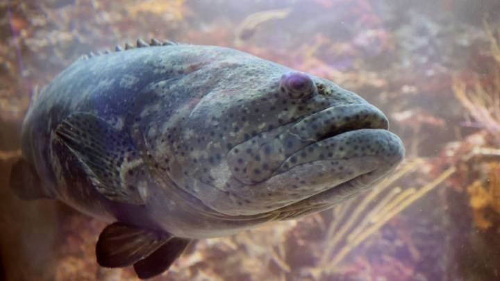 Applications for 2026 harvest of goliath grouper closes Oct. 15