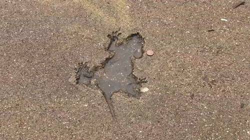 Famous 'Chicago Rat Hole' may have been a squirrel, study in Biology Letters says
