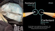 Law enforcement seizes over 50,000 carfentanil pills bound for Puget Sound region