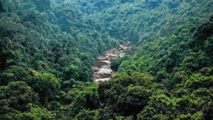 India now 9th globally in forest area; behind only China & Russia in annual green gain