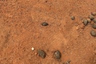 Gus, el niño de cuatro años desaparecido desde hace seis días en el desierto que mantiene en vilo a Australia