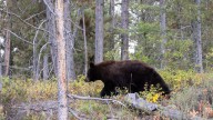 Solo hiker walks out unassisted after bear attack north of Tetonia