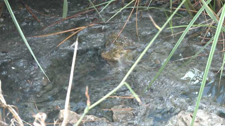 Marion residents voice health concerns about raw sewage problem