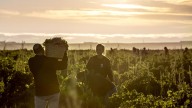 Bodega Cuatro Rayas: reescribiendo la historia del Verdejo y la DO Rueda