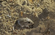 Animal found along San Diego coastline may gain protection as endangered species