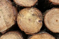 Profepa clausura predios en Michoacán por tala ilegal y cambio de uso de suelo para aguacates