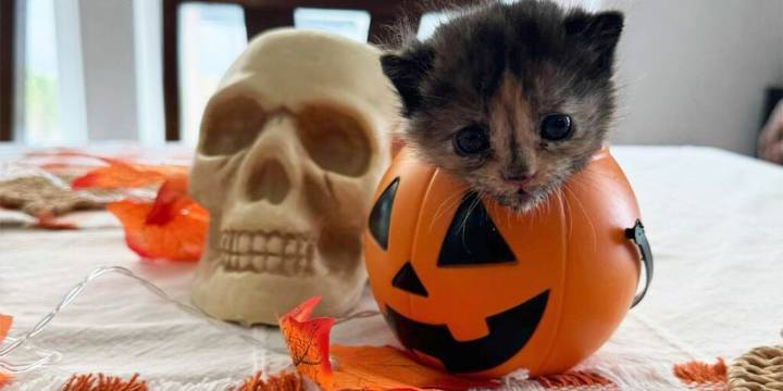 La historia de una gatita que estuvo atrapada tres semanas en una construcción que tuvo un final inesperado