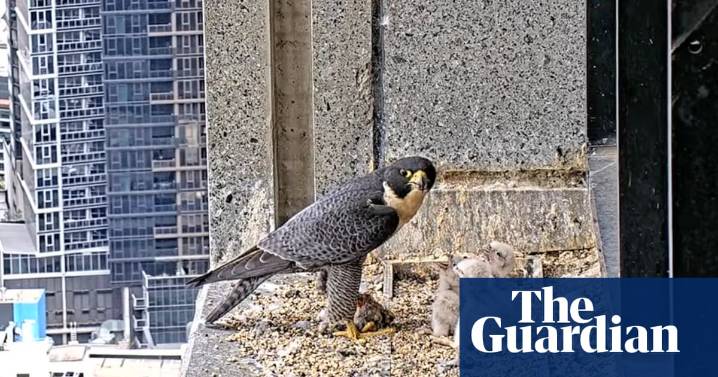 Melbourne’s skyscraper falcon chicks set for first flight as livestream audience becomes ‘permanent watch parties’