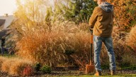 12 Perennial Plants You Should Avoid Planting In The Fall