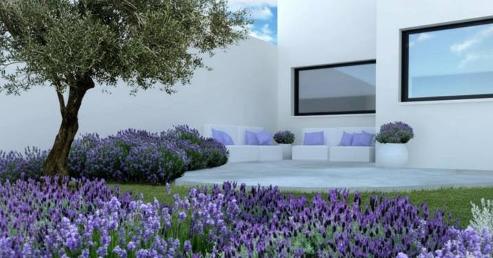 Ni jazmín, ni rosas: la planta ideal para sembrar en primavera y tener tu jardín perfumado todo el año