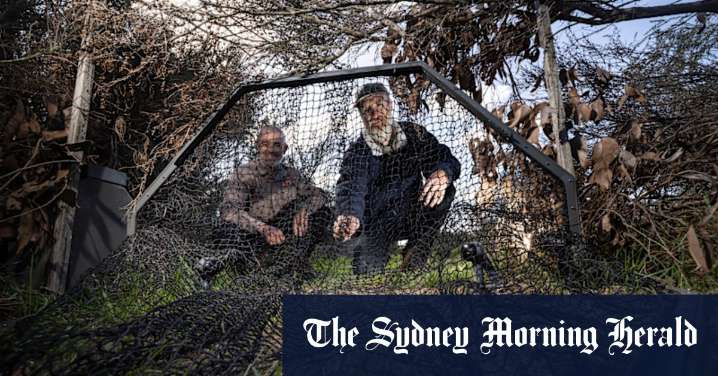 Feral cats Australia: AI smart traps rolled out to protect native species