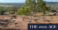 The Australian site that inspired a famous scene in Jurassic Park
