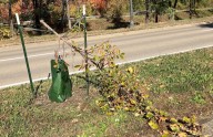 Dozens of recently planted trees vandalized along St. Paul's Shepard Road