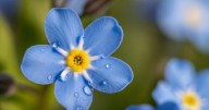 Las tres flores para sembrar en octubre que son ideales para principiantes 
