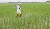 Stubble burning down, but rain raises new challenges for Punjab farmers