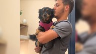 Tiny Dog From Illinois Has The Most Surprising Reaction To Visiting A Veterinarian For The First Time