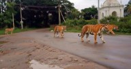 'African leopards, tigers' prowling in K'taka's Srirangapatna?