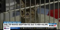 Metter shelter waives adoption fees as kennels overflow in Candler County