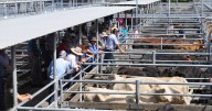 Maitland stores cattle sale sees mixed prices amid dry spring