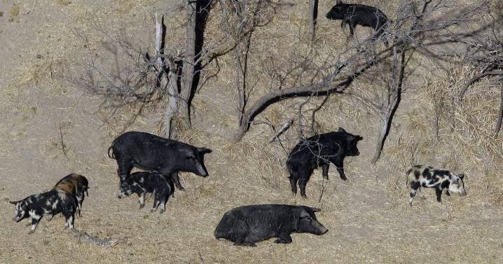 Thousands of pounds of pork bound for Montana food banks after feral swine investigation