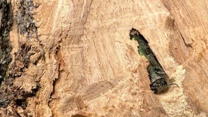 This tree-killing insect has expanded significantly in Colorado in 2025