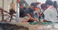 ¡Increíble! Encuentran un mono, un caimán y una serpiente en pleno Zócalo de CDMX