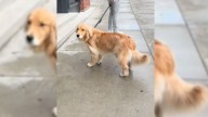 Illinois Golden Retriever Plants Himself Outside Pilates Studio And Won’t Leave Without Mom