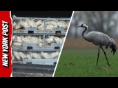 Over Half a MILLION Birds Culled in Germany Due to Devastating Bird Flu Outbreak