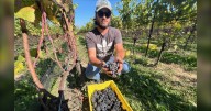 Ontario wine sales increase during boycott of U.S. products