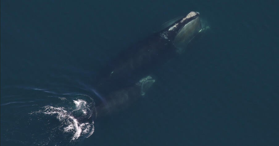 Latest right whale population estimate is "positive news" for critically endangered species, researchers say