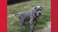 Akron police seek help identifying suspects accused of stealing Cane Corso puppy