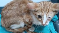 Pacma exige esclarecer la desaparición de gatos en colonias felinas de Toledo