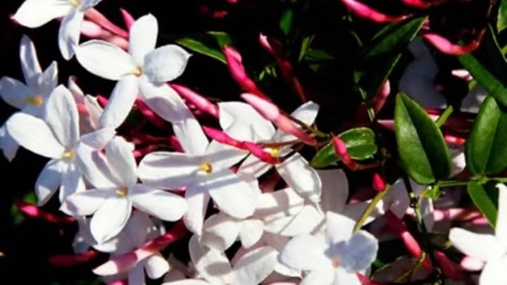 El secreto para que las flores de jazmín duren frescas y perfumadas por días