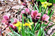 Fall planting to prep for spring