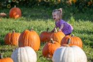 Your guide to 2025 harvest festivals around Salem