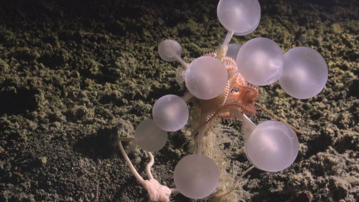 Scientists Just Found a 'Death-Ball' Sponge and a Whole Bunch of Other Deep