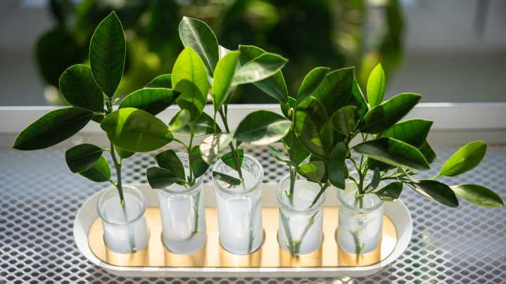 The Kitchen Is Perfect For Your Plant Propagation Station