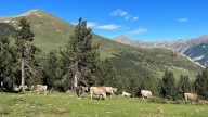 Institut Agrícola urge al Ministerio de Agricultura a acelerar la vacunación contra la Dermatosis Nodular Contagiosa