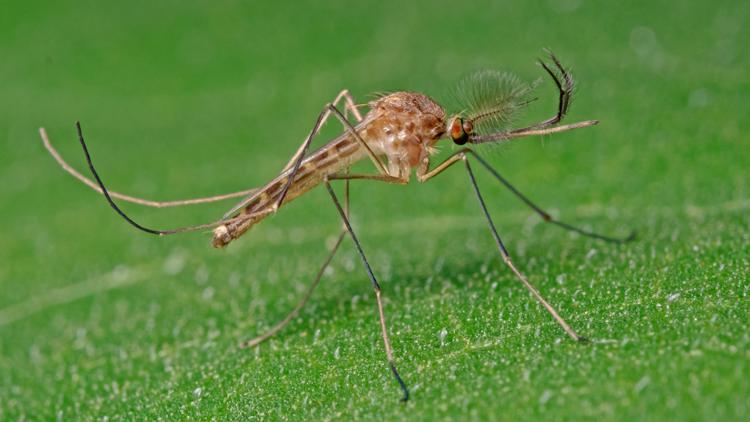 First wild mosquitoes found in Iceland