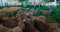 Ignacio Hoces: "Solo Vox tiene un compromiso total con agricultores y ganaderos"