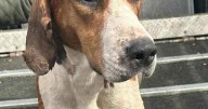 Midland dog becomes hero after giving life-saving 'blood transfusion' to sick puppy