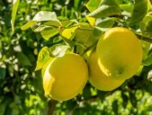 Poderosa receta. El secreto detrás de hervir cáscaras de limón y canela: los usos en casa