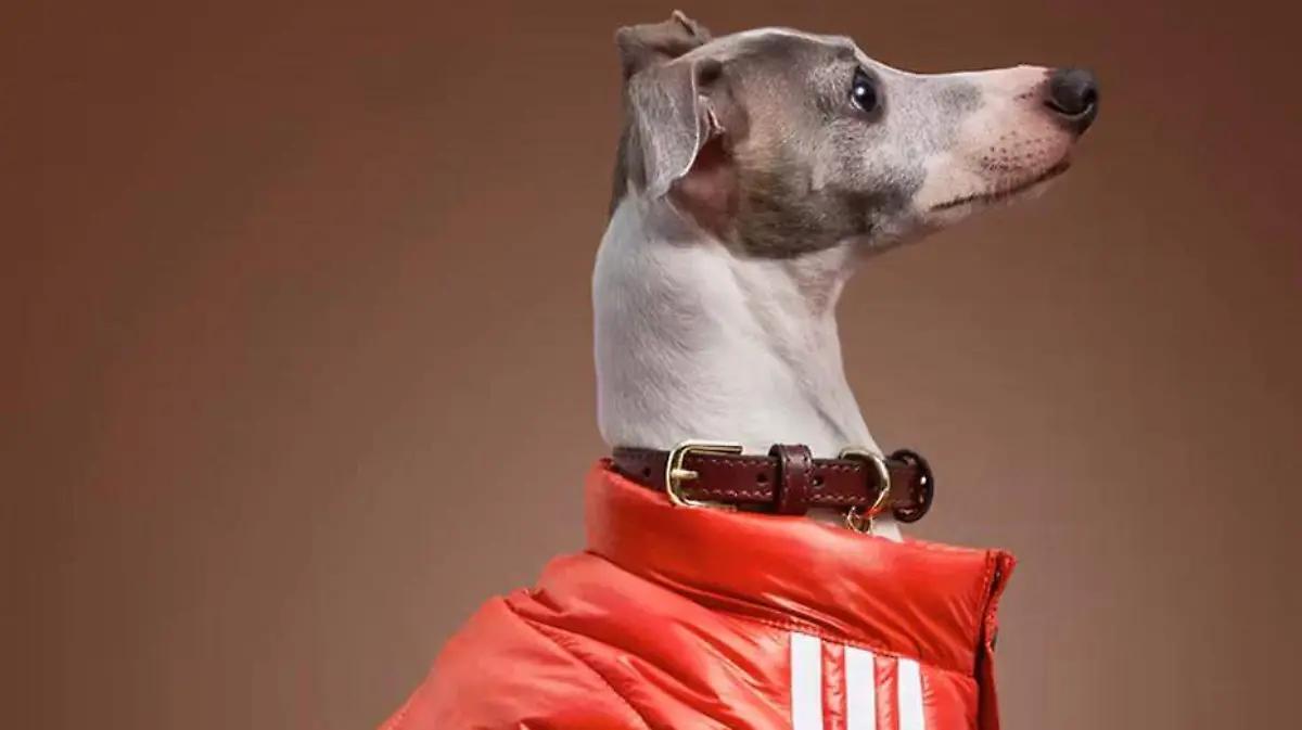 Gatos y perros ahora podrán ejercitarse con lo último en moda deportiva